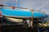 Harlequin 21